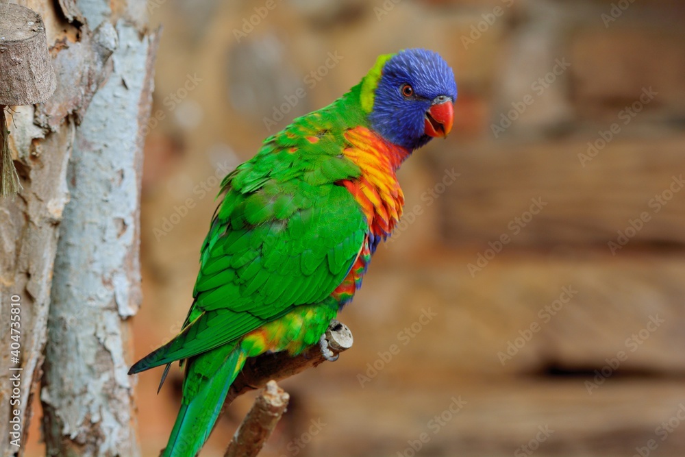 Nectar sucking parrot (Loriini) at Hsinchu Wildlife Park, Taiwan.