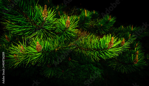 A pine branch in a dark Irish forest 