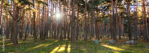 Panoramic photography of pine forest in the Sierra de Guadarrama National Park