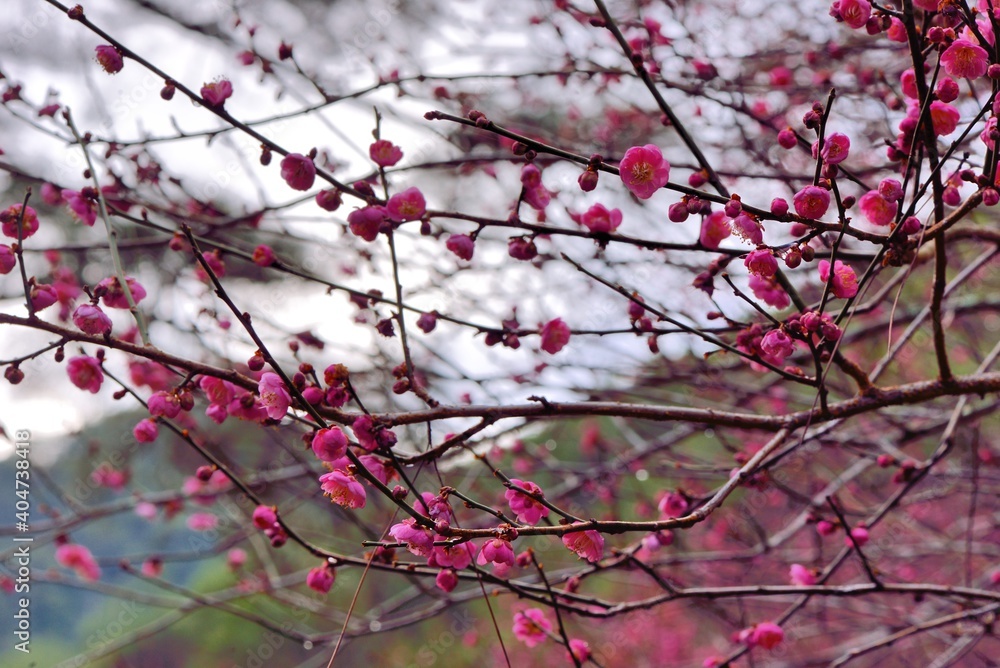 Pink plum blossoms in winter, on the mountain in Wuling Farm, Taiwan Pink plum blossoms in winter, on the mountain in Wuling Farm, Taiwan