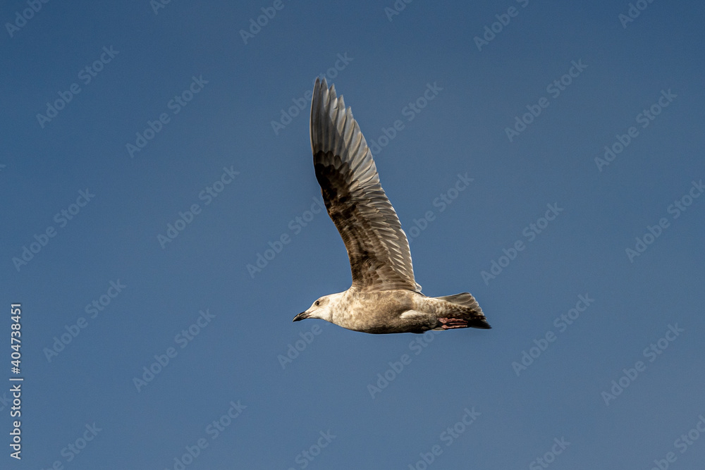 Fototapeta premium Flying Seagull