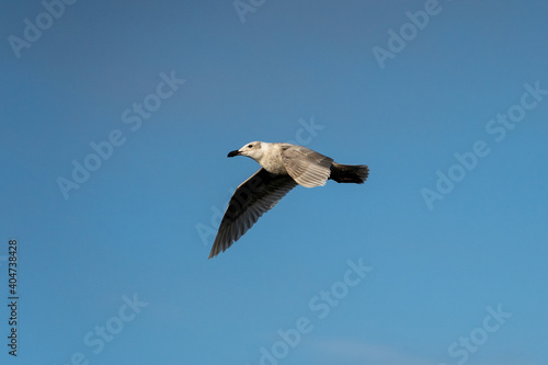 Flying Seagull 