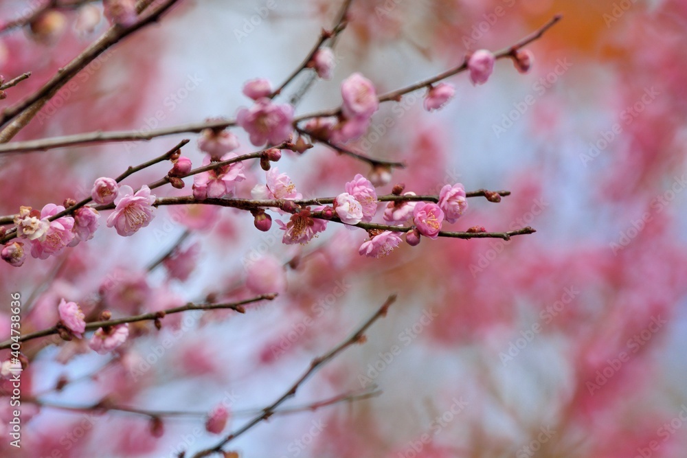 Pink plum blossoms in winter, on the mountain in Wuling Farm, Taiwan