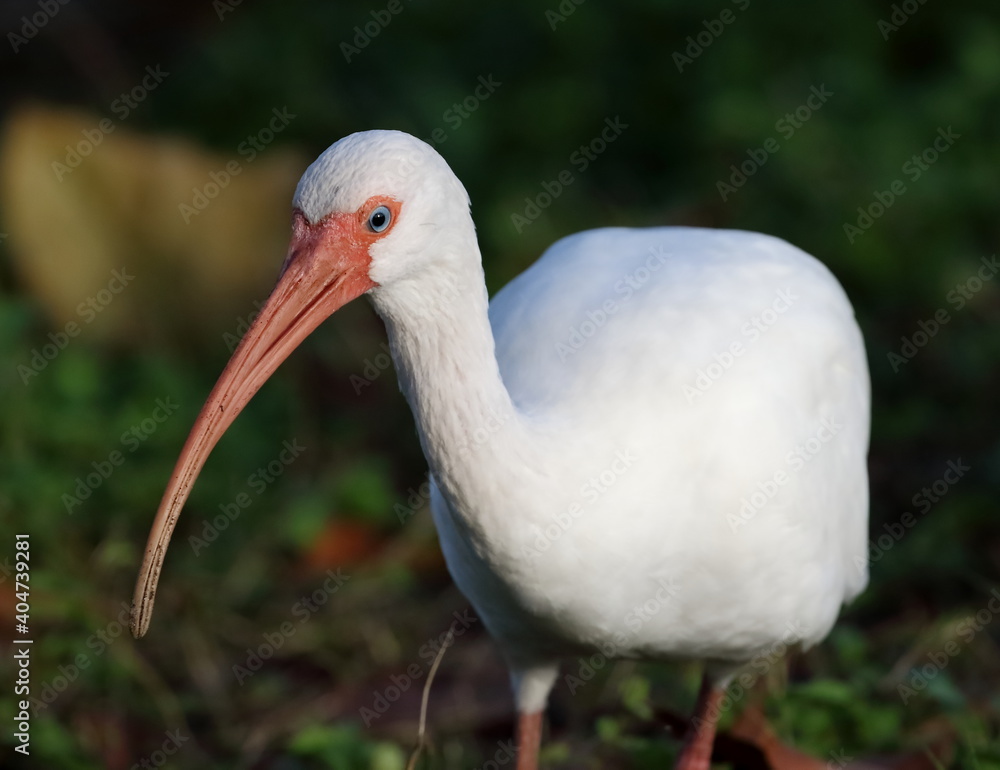 White ibis with head in focus. White ibis with head in focus.
