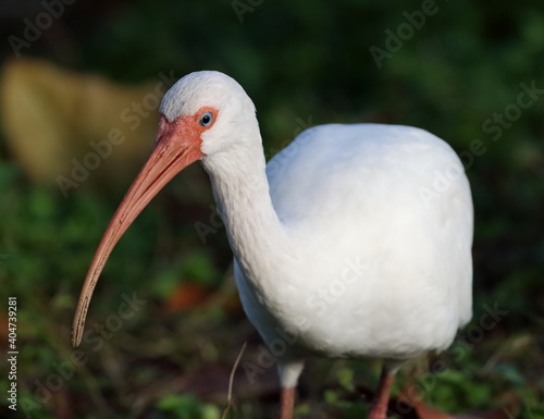 White ibis with head in focus.
