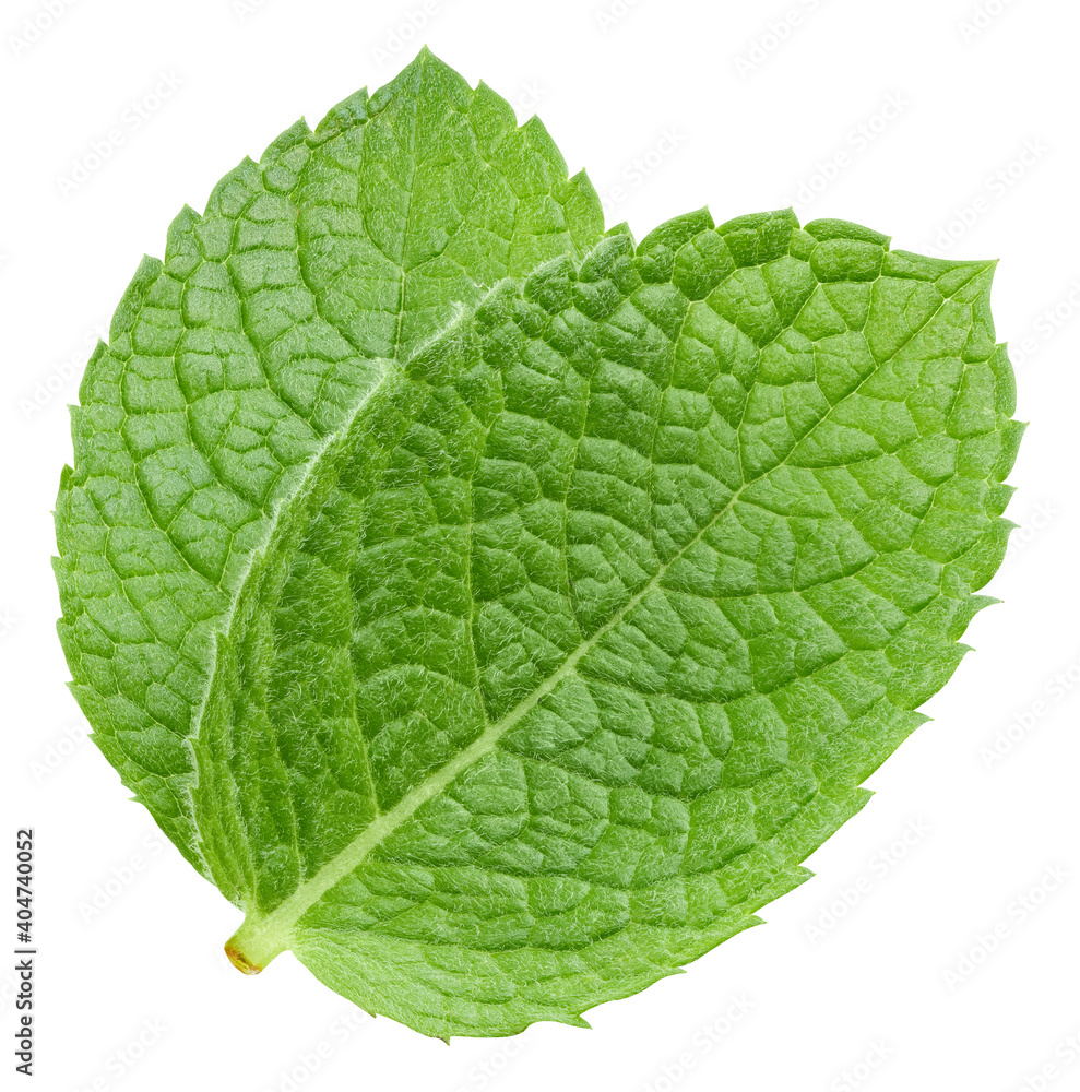 Obraz premium Fresh mint leaf. Green mint pepper leaf isolated on white. Pepper mint clipping path. Full depth of field