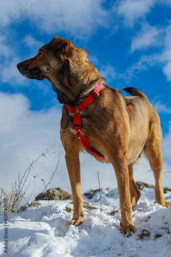 Fototapeta Naklejka Na Ścianę i Meble -  Labrador shepherd dog in snow