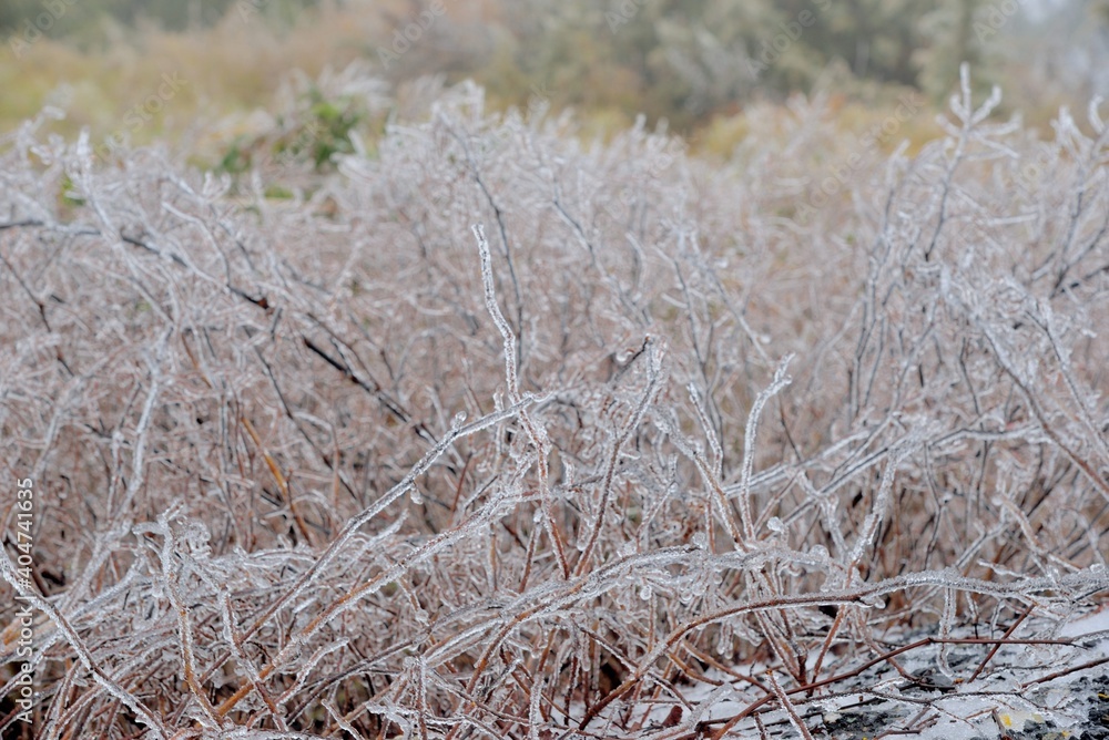 Frozen plant (rime),in Hehuan Mountain, Taiwan. Frozen plant (rime),in Hehuan Mountain, Taiwan.