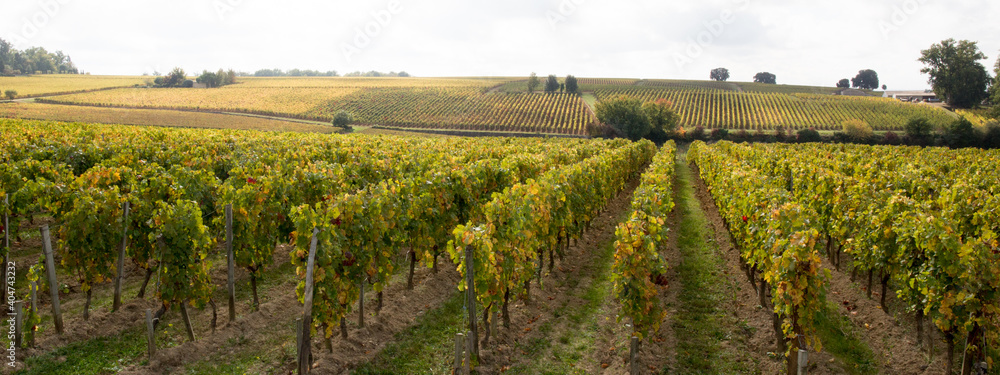saint emilion landscape in bordeaux wineyard in france