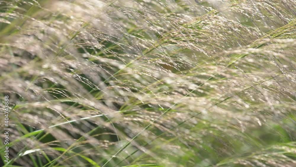 grass flower field,landscape of reeds grass blowing from wind in nature grass flower field,landscape of reeds grass blowing from wind in nature