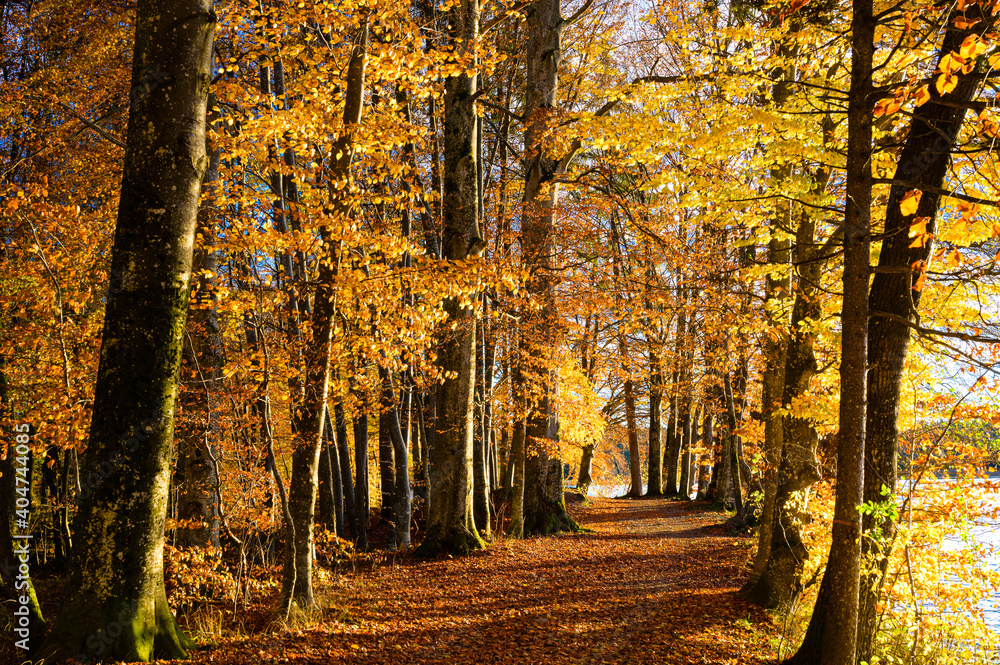 Herbstliche Allee