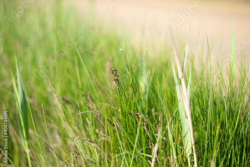  Green natural background with copy space. Pointed grass.