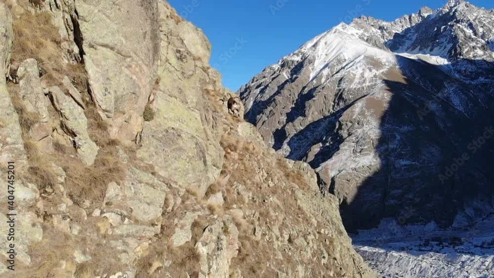Caucasus, Bezengi gorge. Mountain goats on the rocks. Caucasus, Bezengi gorge. Mountain goats on the rocks.