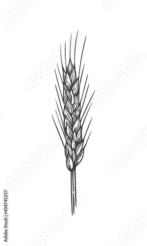 Hand drawn vector art of cereals ears. Rye isolated on white background.