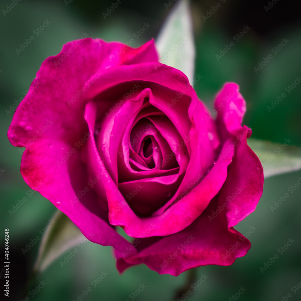 pink rose closeup