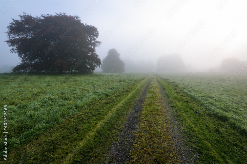 A road in a misty autumn morning in Ireland