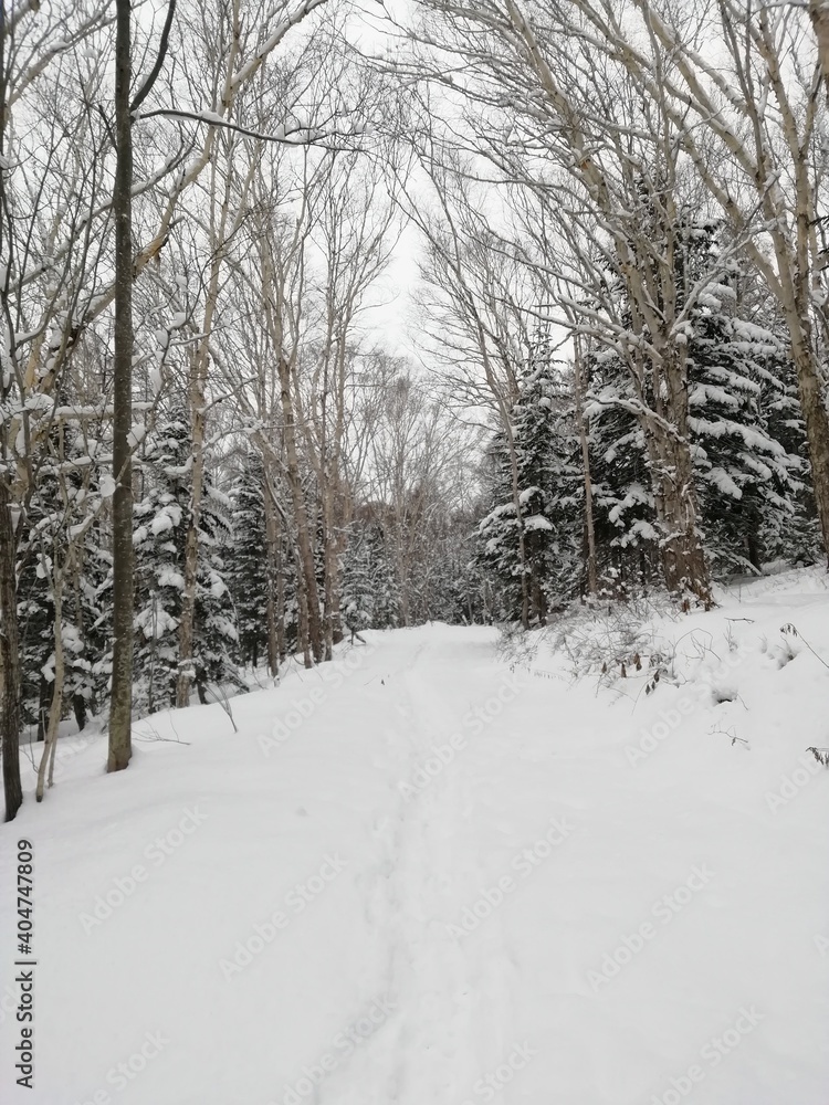winter in the woods winter in the woods