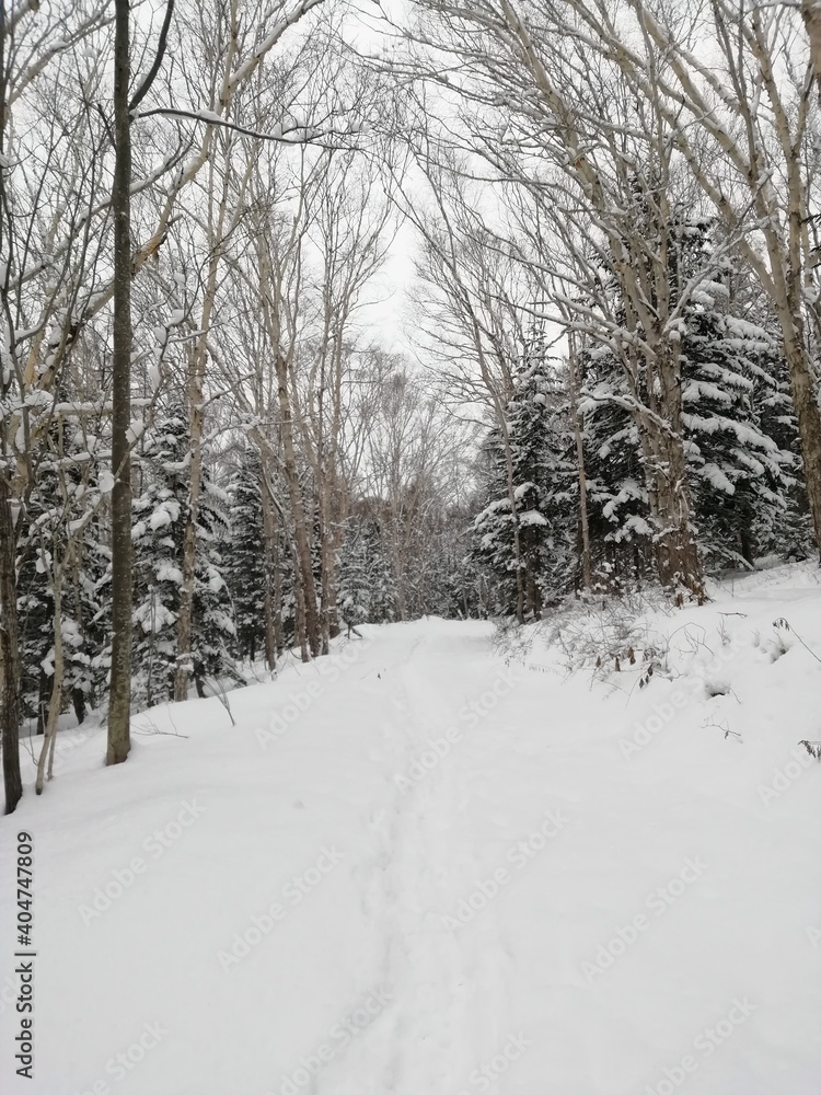 winter in the woods