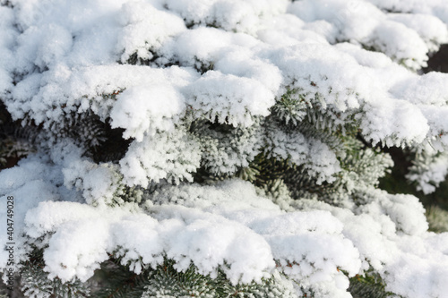 Branches of fir and pine trees in the snow in winter