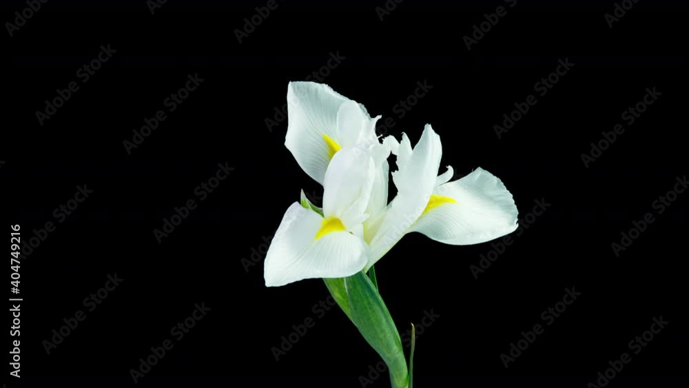 Time lapse of flowering white iris on a black background, beautiful white flower video 4k Time lapse of flowering white iris on a black background, beautiful white flower video 4k