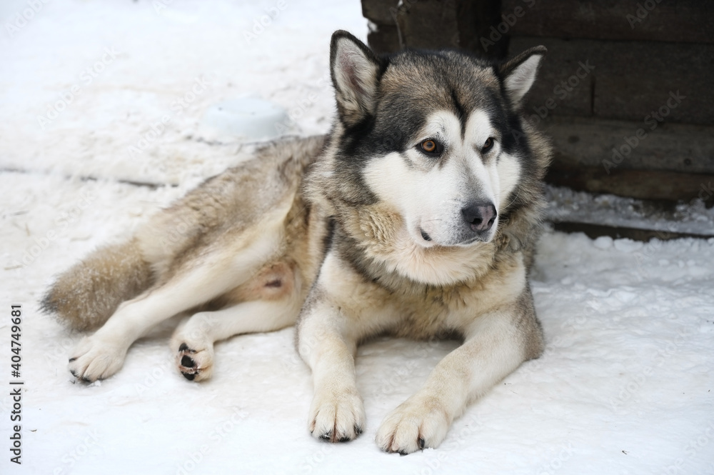 Siberian husky sled dog lying on the snow