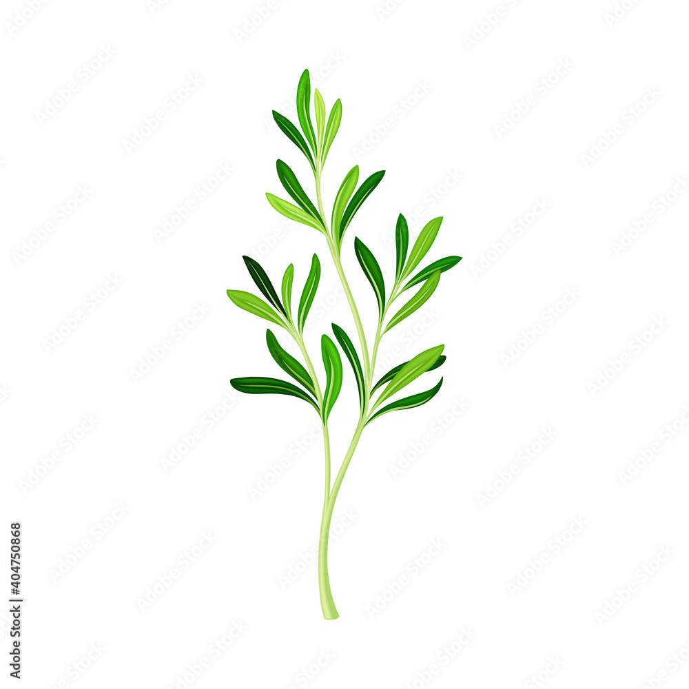 Green Rosemary Twig as Perennial Herb with Fragrant, Evergreen, Needle-like Leaves Vector Illustration Green Rosemary Twig as Perennial Herb with Fragrant, Evergreen, Needle-like Leaves Vector Illustration