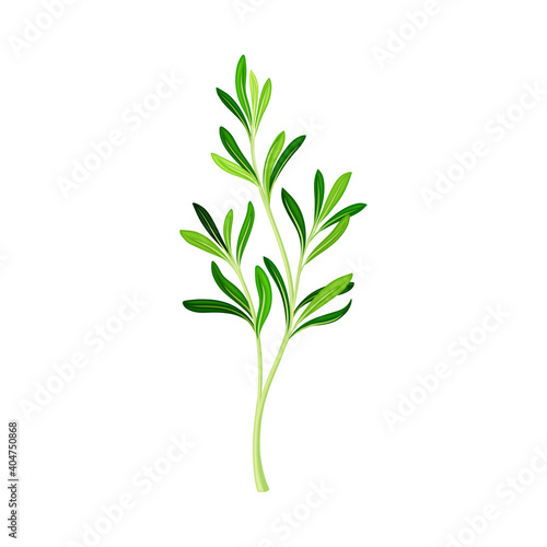 Green Rosemary Twig as Perennial Herb with Fragrant, Evergreen, Needle-like Leaves Vector Illustration