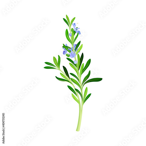 Blooming Rosemary Branch with Evergreen Needle-like Leaves and Blue Flowers Vector Illustration