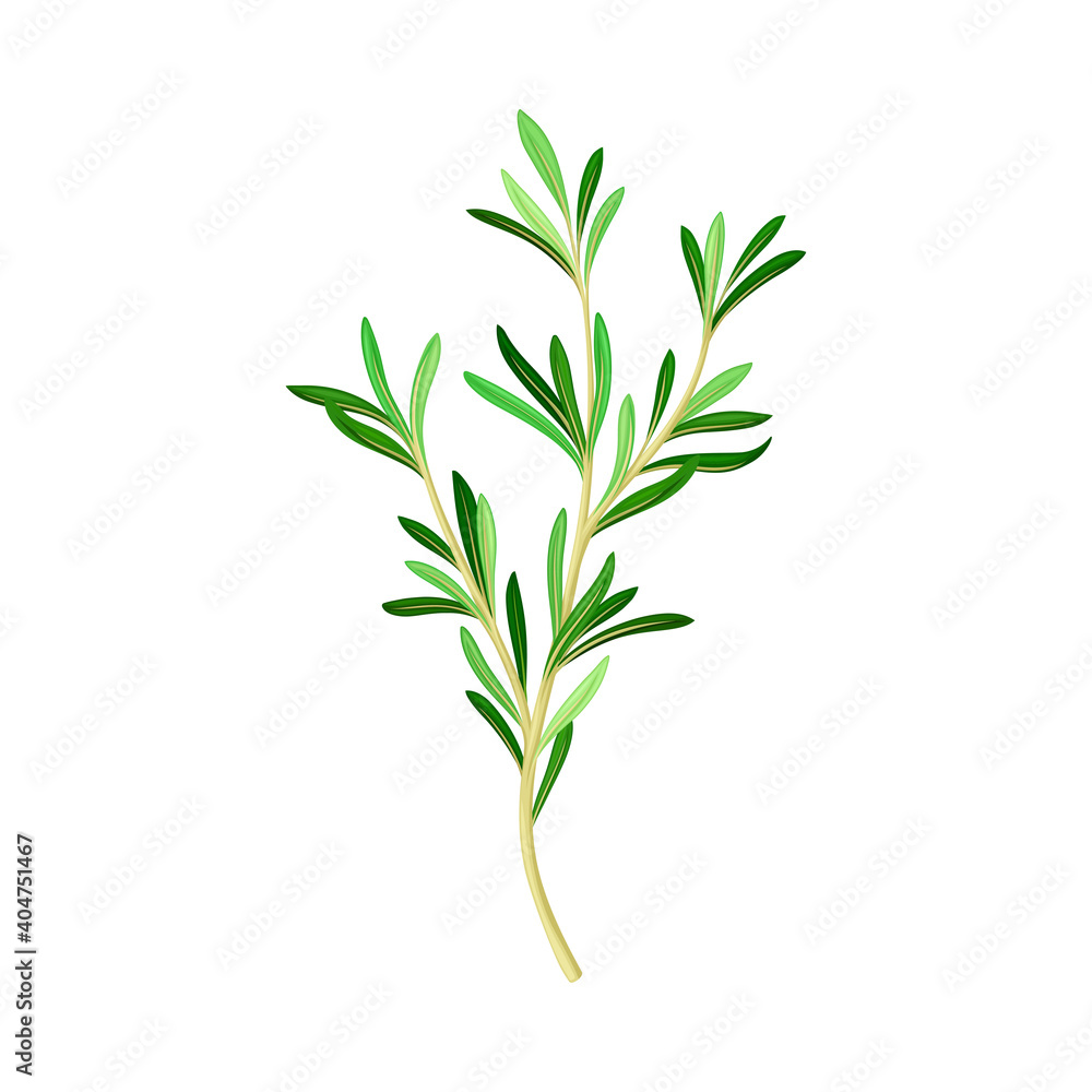 Fototapeta premium Fragrant Branch of Rosemary Perennial Herb with Evergreen Needle-like Leaves Vector Illustration