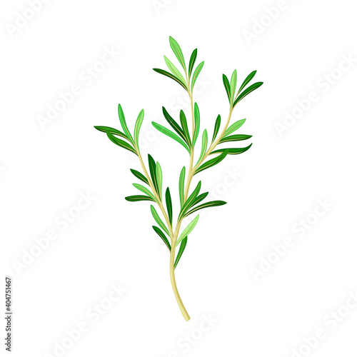 Fragrant Branch of Rosemary Perennial Herb with Evergreen Needle-like Leaves Vector Illustration