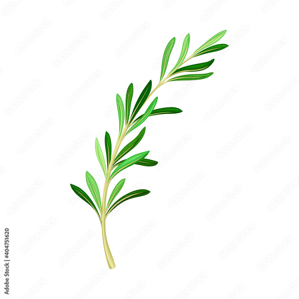 Fragrant Branch of Rosemary Perennial Herb with Evergreen Needle-like Leaves Vector Illustration Fragrant Branch of Rosemary Perennial Herb with Evergreen Needle-like Leaves Vector Illustration