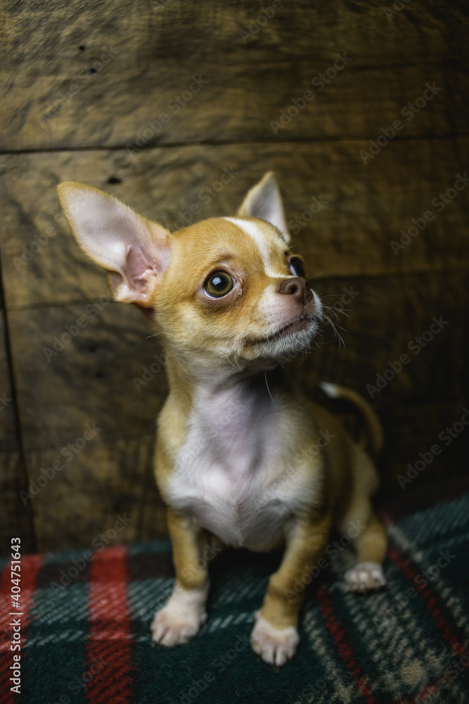 Portrait of chihuahua puppy on wooden background