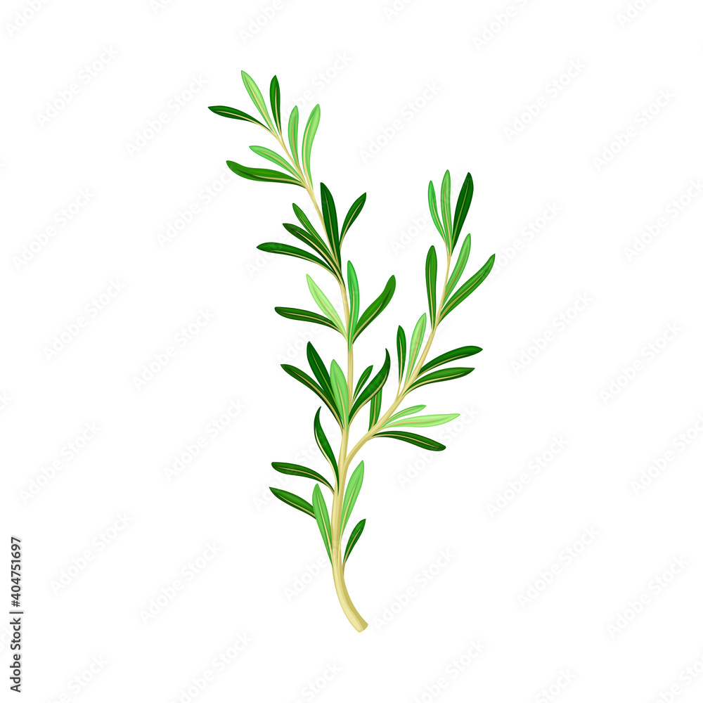 Fragrant Branch of Rosemary Perennial Herb with Evergreen Needle-like Leaves Vector Illustration Fragrant Branch of Rosemary Perennial Herb with Evergreen Needle-like Leaves Vector Illustration