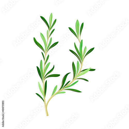 Fragrant Branch of Rosemary Perennial Herb with Evergreen Needle-like Leaves Vector Illustration
