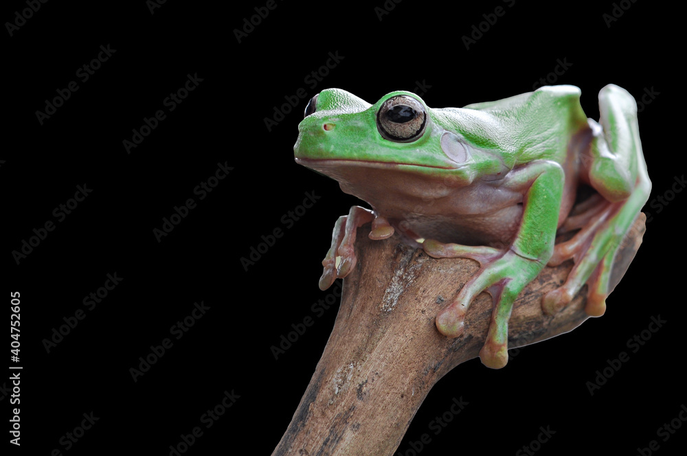 Fototapeta premium Dumpy Frog, Tree frog, Green Frog, Animal Macro