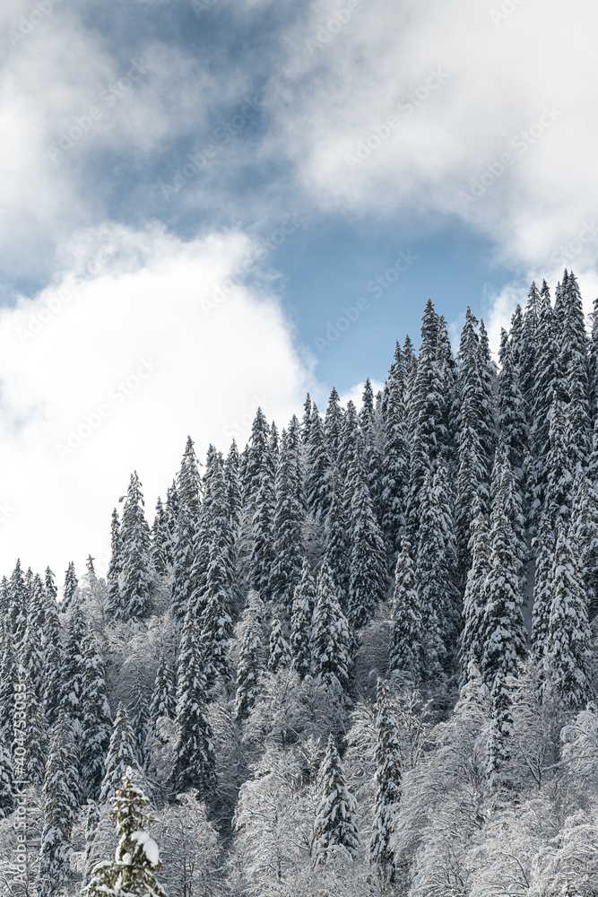 Winter big trees full of snow on them amazing white landscape great for backgrounds and textures Winter big trees full of snow on them amazing white landscape great for backgrounds and textures