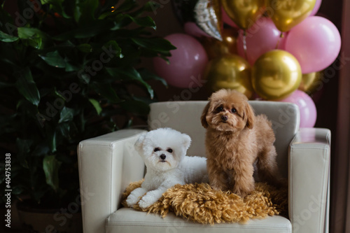 Cute white Bichon Frise and Teacup Poodle dogs celebrating birthday at home. Domestic Pet party with hot air balloons pink and gold color. Pet goods, calendars, veterinary , grooming salon