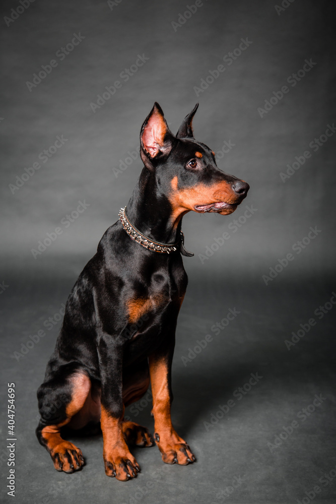 Doberman puppy sitting isolated on a black background.