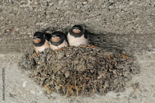 Three baby barn swallows in a nest 