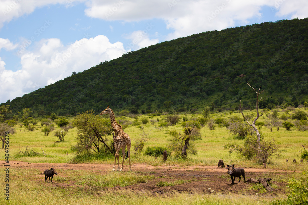 giraffe and warthogs giraffe and warthogs