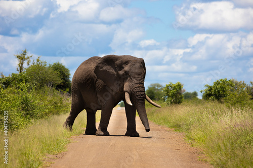 African elephant in Kruger national park