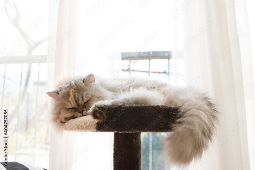 Φωτογραφία Cute and fluffy Persian chinchilla cat sitting by the window and enjoying the sunlight