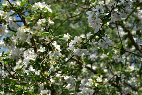 Love. March 8. Blooming white apple trees.