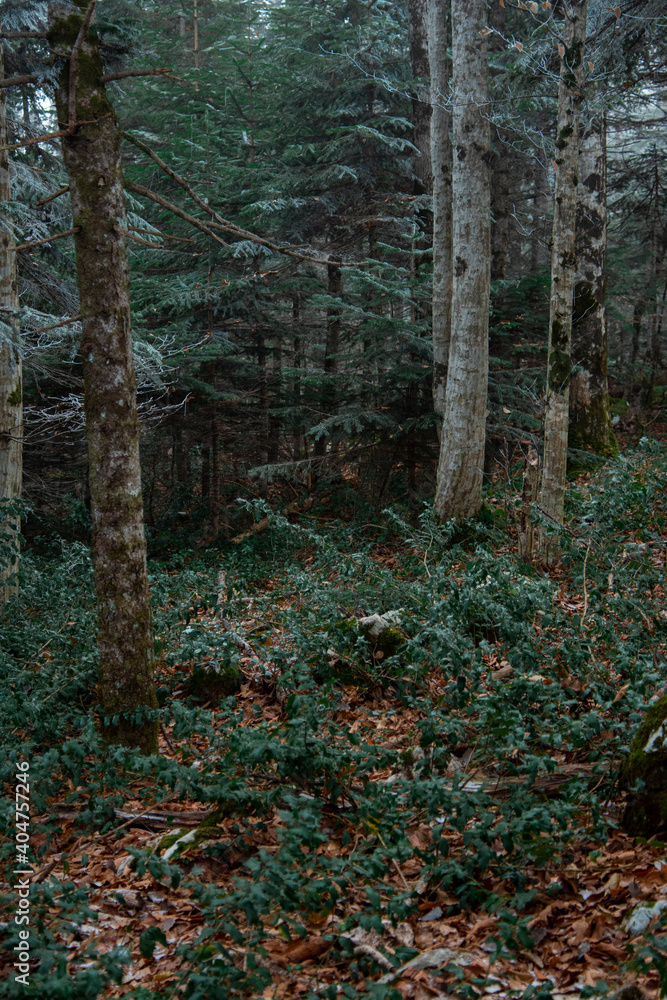 Beautiful winter forest. Forest landscape. Rest in a quiet forest. Beautiful winter forest. Forest landscape. Rest in a quiet forest.