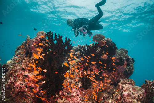 Coral reef and scuba diving scene underwater, scuba diver enjoys colorful reef and tropical fish in clear blue water