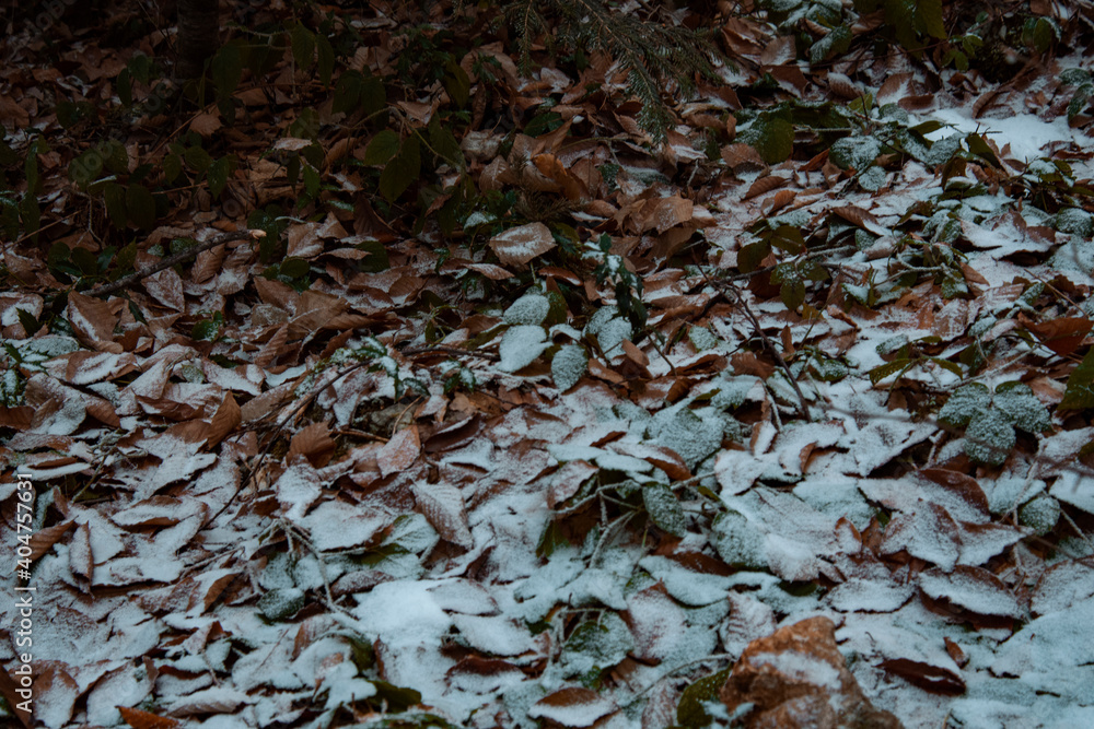 Autumn foliage covered with snow. Autumn foliage covered with snow.