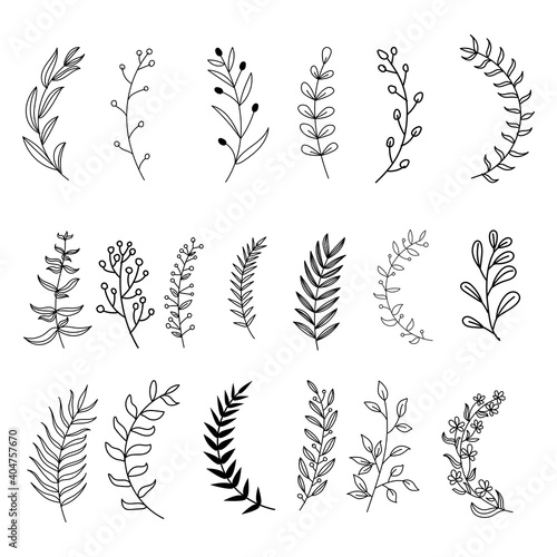 Set of botanical vector illustrations, Vector Illustration
