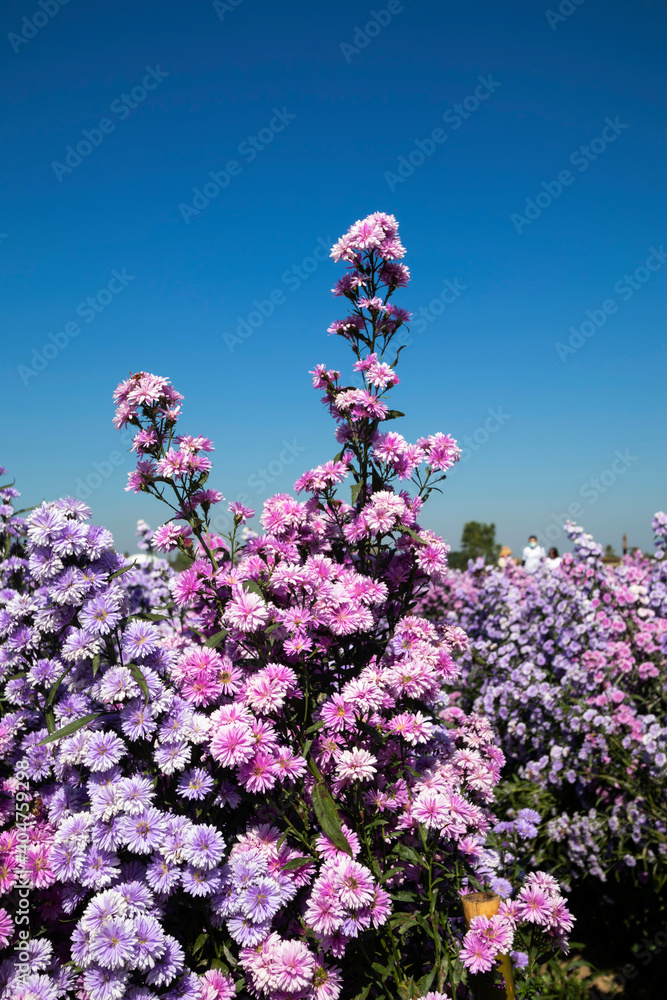 Φωτογραφία Beautiful Margaret flowers in the garden are blooming