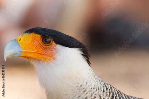 Portrait of a cute Southern Crested Caracara (Caracara plancus)