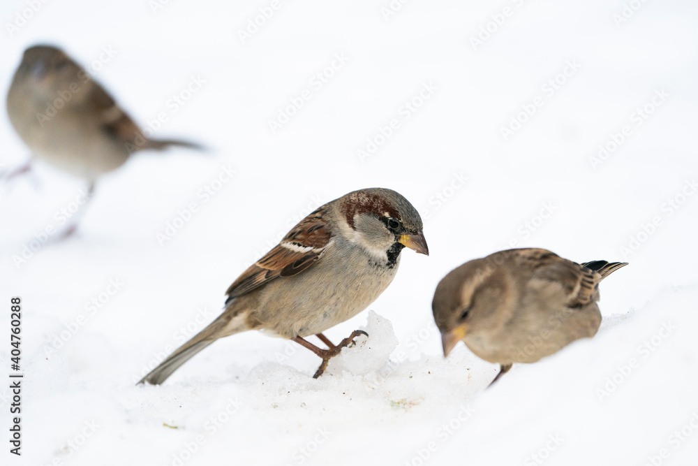 House sparrow (Passer domesticus) House sparrow (Passer domesticus)